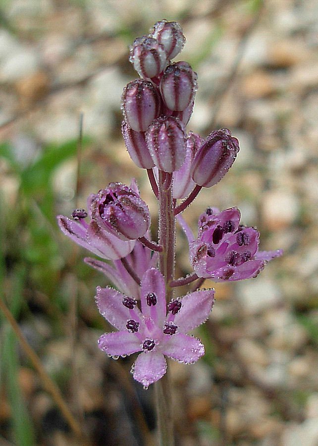 Prospero autumnale / Scilla autunnale